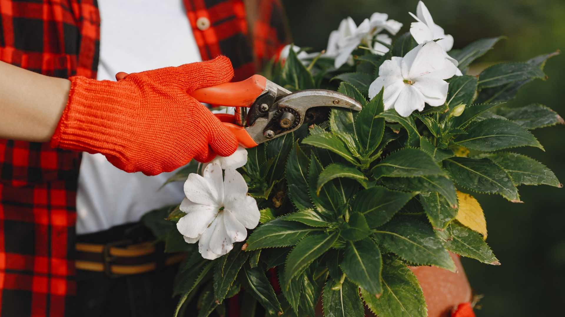 flower-planting